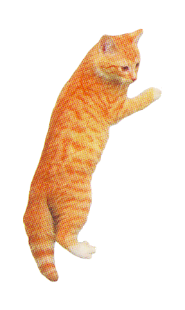 vertical transparent scan of a ginger cat partially laying on its stomach. it is looking to the right side