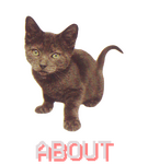 a dark kitten staring directly at the screen at a slightly upper point of view.