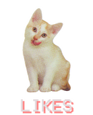 a white and cream colored cat looking directly to the screen. it is licking its mouth.
